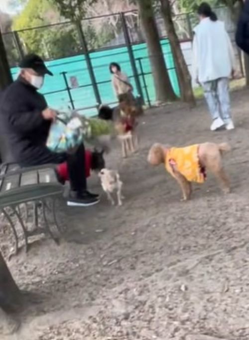 サフランちゃんの予想外の行動6