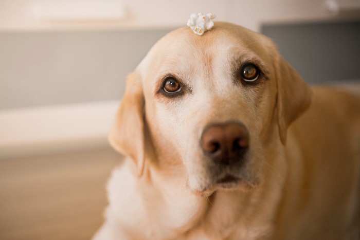 頭にポップコーンを乗せている犬