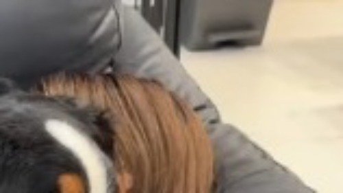 ソファで眠っている女性の頭