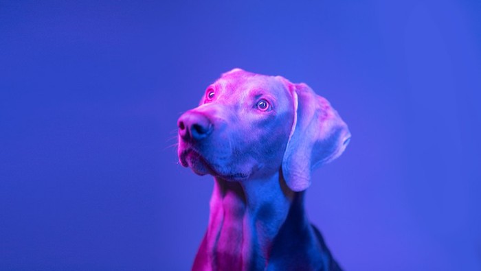 暗闇の中で真剣な眼差しの犬