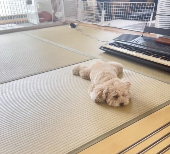 シャットダウン中…