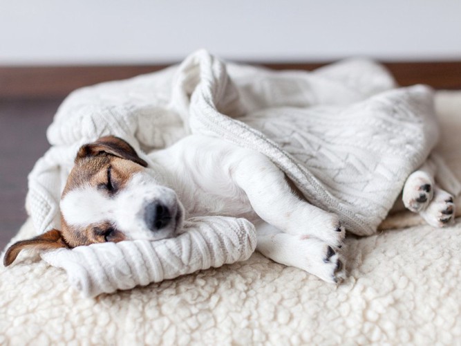 ブランケットに包まれて眠る子犬