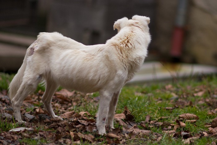 痩せて肋骨が見える犬