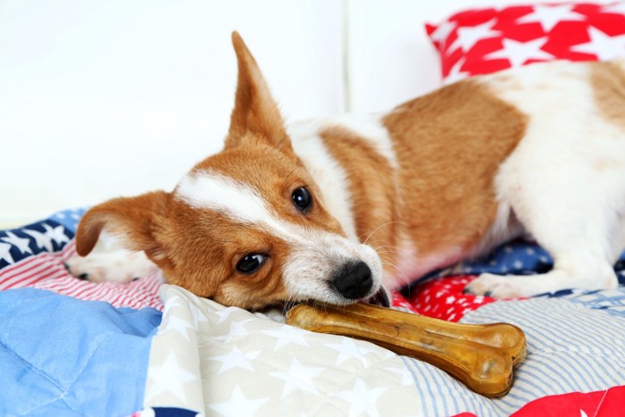 ソファーの上でおやつを食べる犬