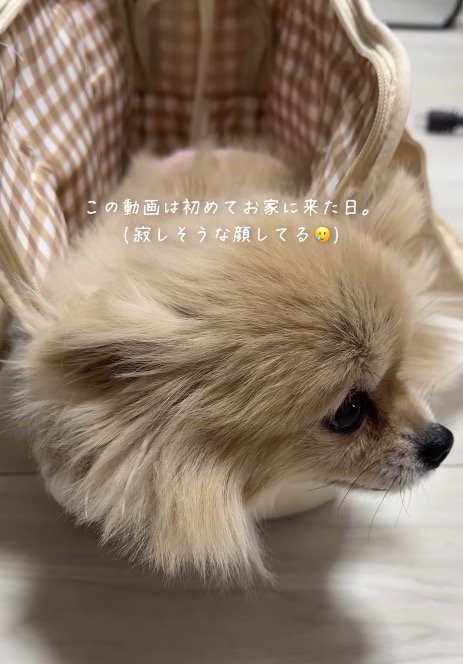 部屋の中を見まわす犬