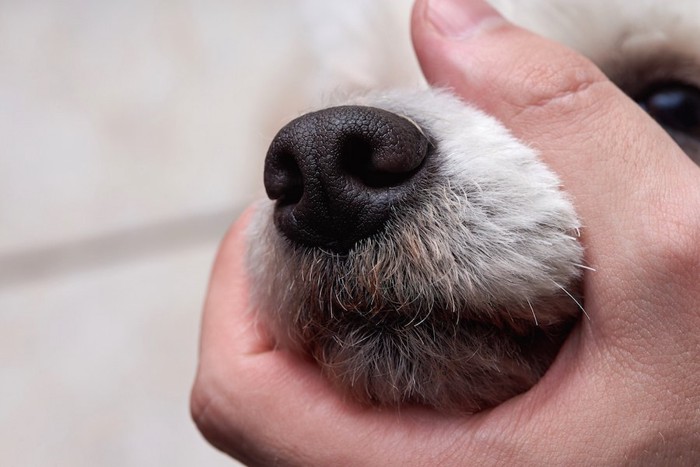 飼い主にマズルをつかまれている犬