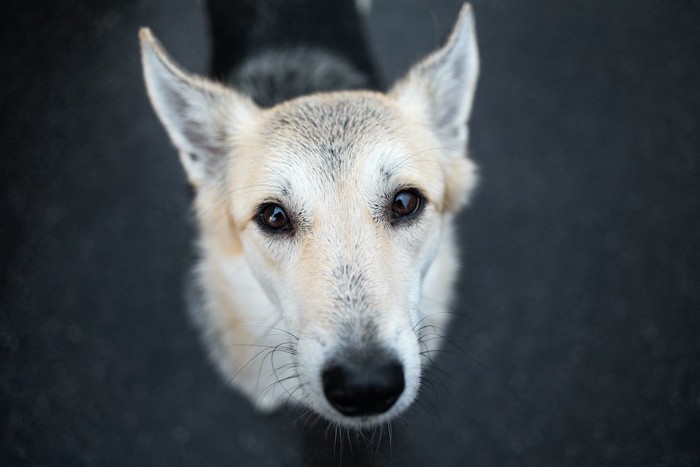 切ない表情でこちらを見つめる犬