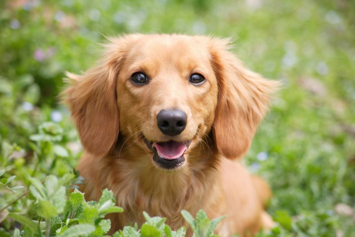 明るい表情で正面を見つめる犬