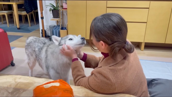 女性に撫でられる犬