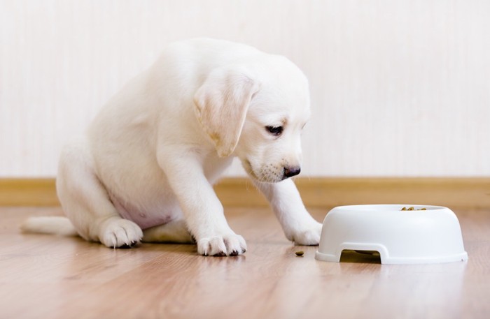 器を見つめる子犬