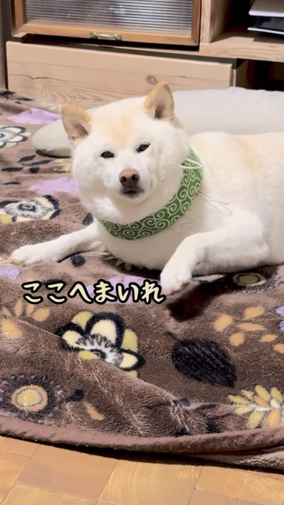 床をトントンする柴犬