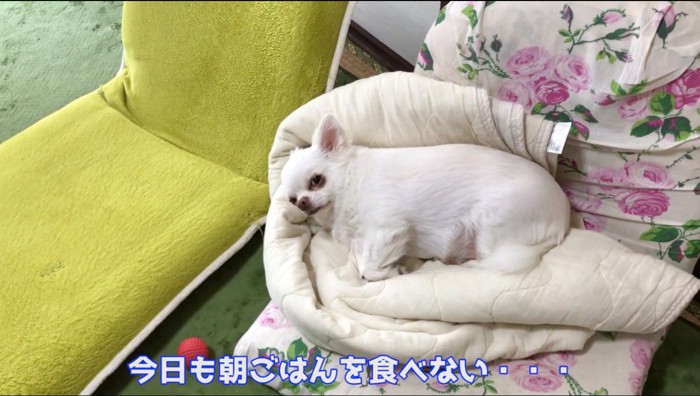 座椅子に横になって男性を見上げる犬