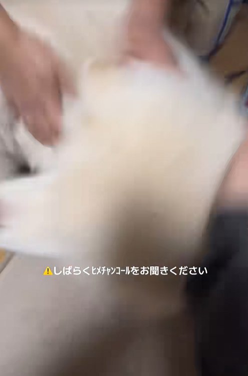 飼い主家族に撫でられる秋田犬
