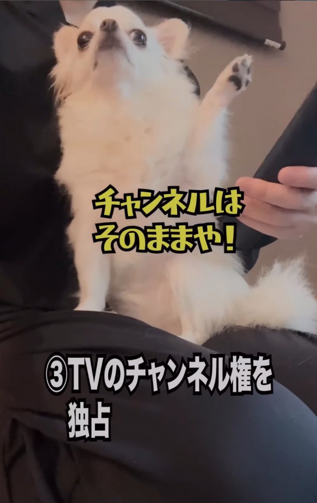 リモコンを叩く犬