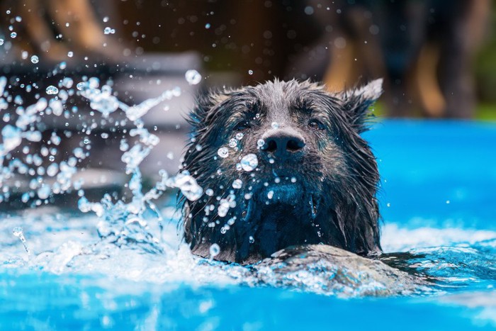 水しぶきを上げて泳ぐ犬