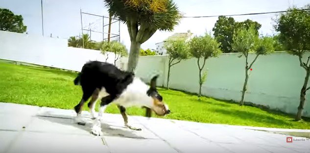 体を震わせる犬