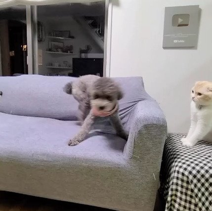 動きまわる犬