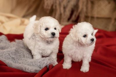 毛布と２匹のビションフリーゼの幼犬