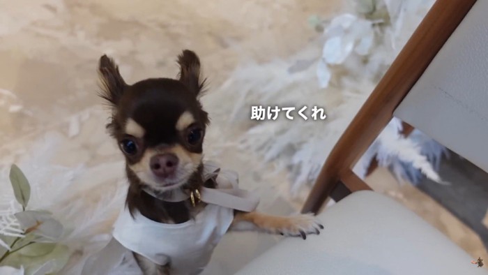 「どうしたらいいの？助けて～」