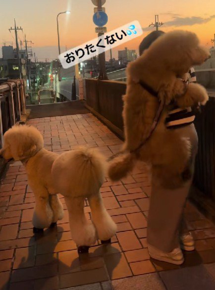 降ろそうとすると抵抗!
