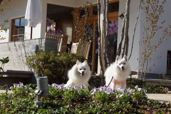 植栽の前に犬