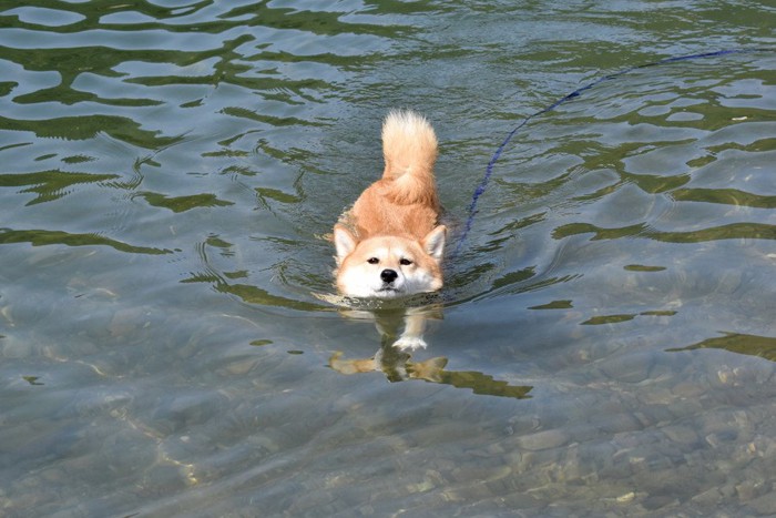 犬かきで泳ぐ犬