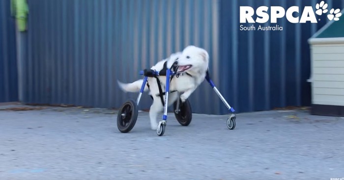 車椅子を装着した白い犬