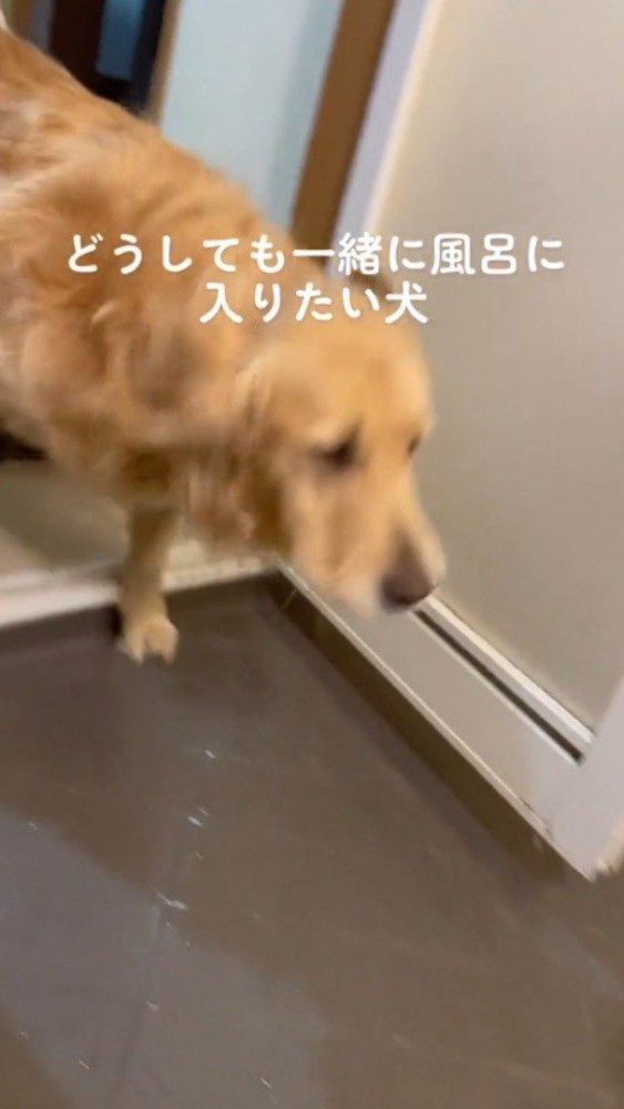 浴室に足を踏み入れる犬