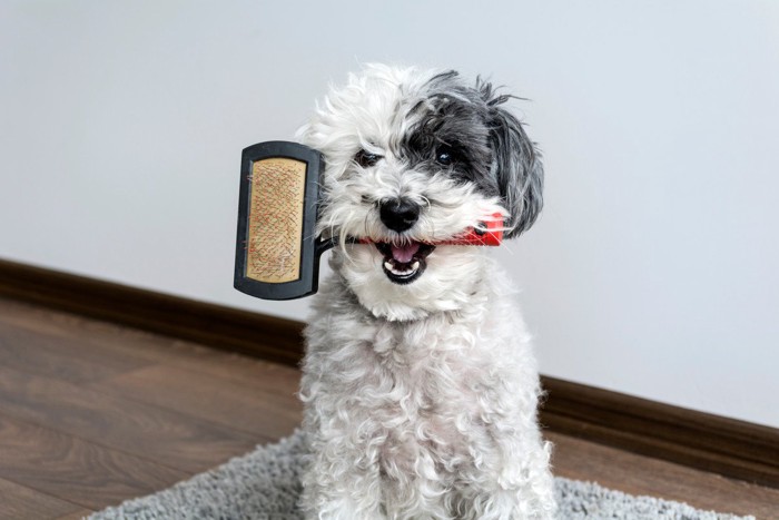 スリッカーブラシを咥えている犬