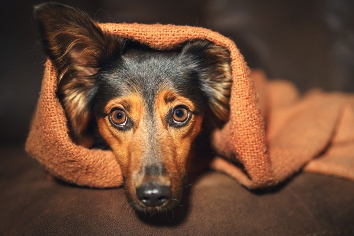 ブランケットにくるまれた犬