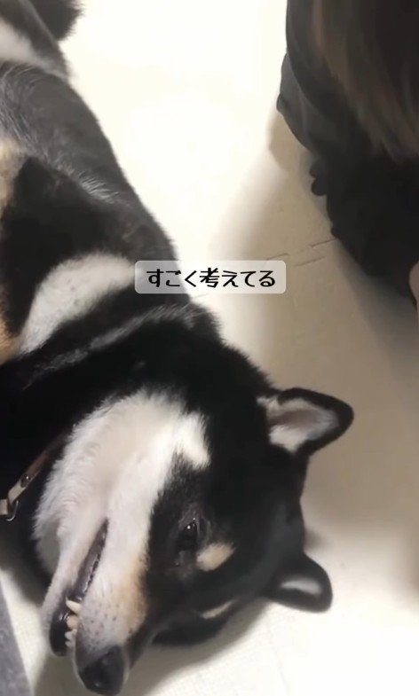 次の作戦を考え中