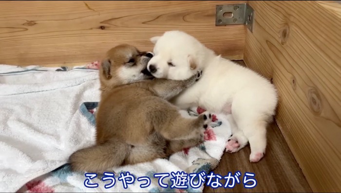 サークルの中でじゃれ合う茶色い子犬と白い子犬