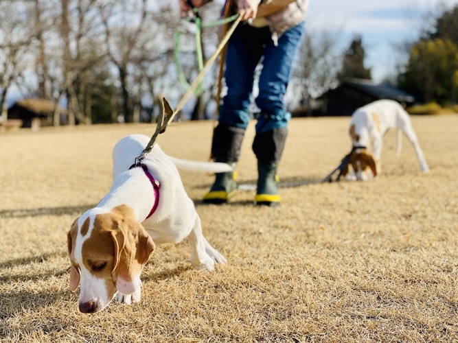 リードを引っ張って歩く犬