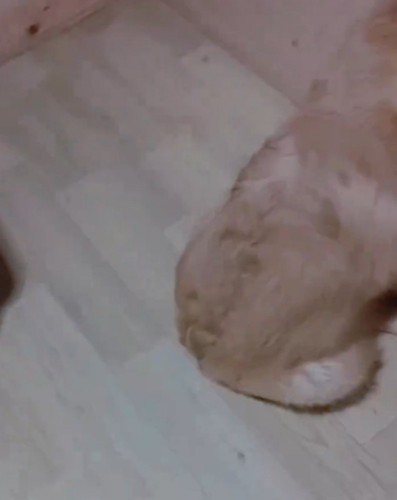 飼い主に背中を向ける子犬