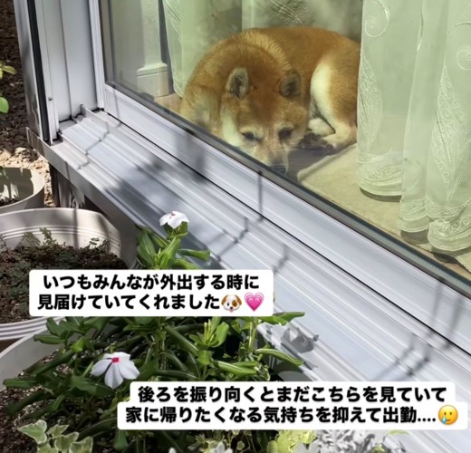 窓越しにこちらを見る犬3