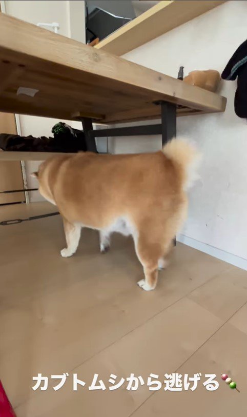 カブトムシを見た時のだんごちゃん