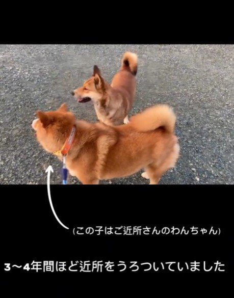 とってもフレンドリーな野良犬