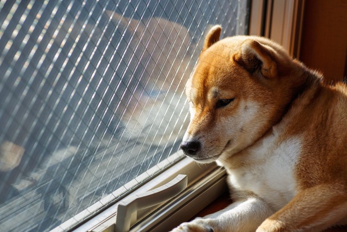 元気のない柴犬