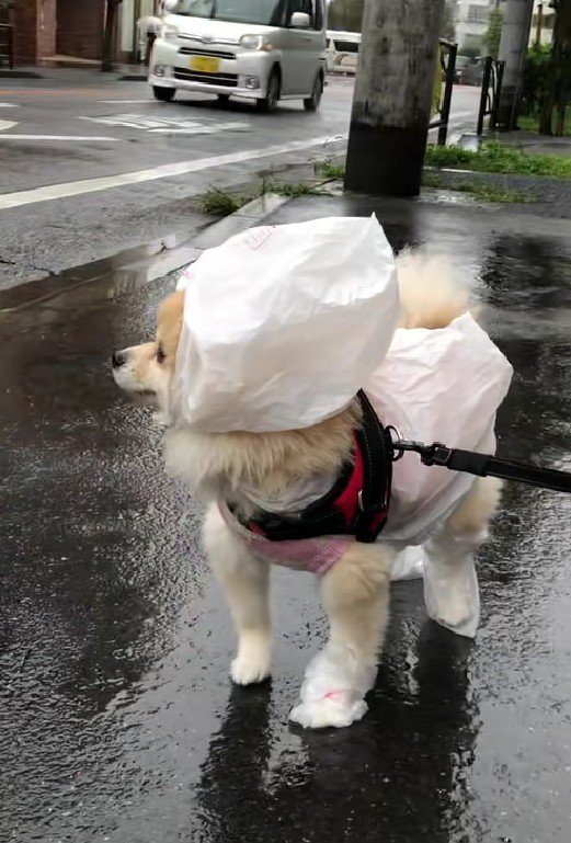 どこかに行っちゃったけど…