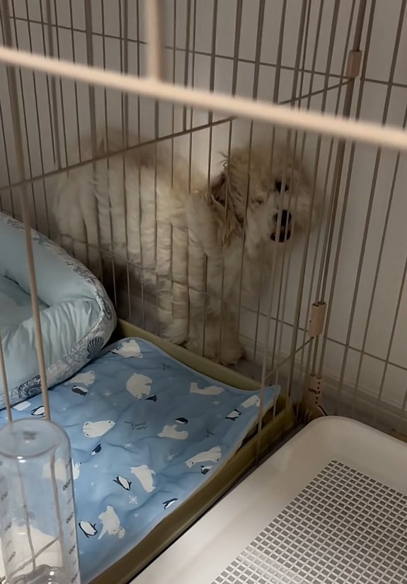 ワンと吠えるてんてん君