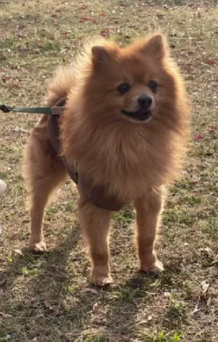 高齢犬だった