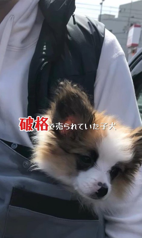 そらちゃんを迎えてからの日々