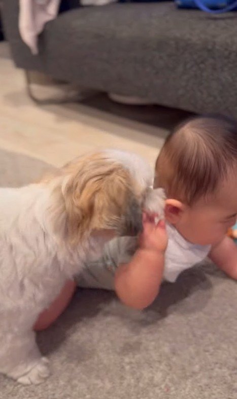 赤ちゃんが大好きなピコちゃん4