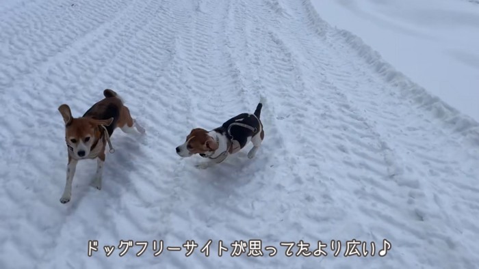 雪遊びをするこんぶちゃん＆もずくちゃん