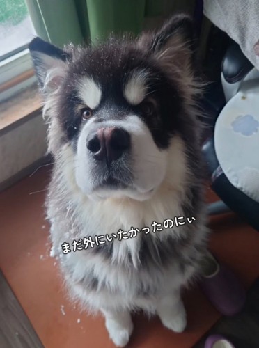 少し不服そうな子犬