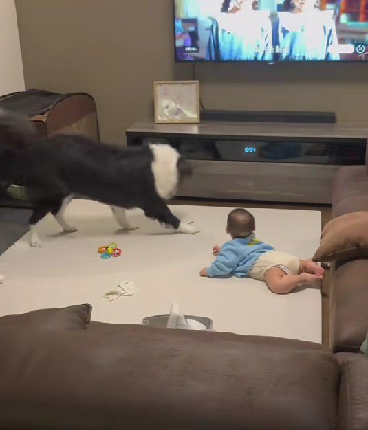 煽るようにピョンピョンと跳ね回る