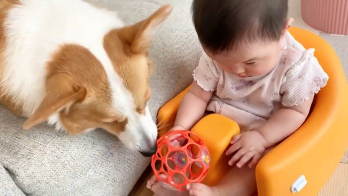 ボールを見る犬と赤ちゃん