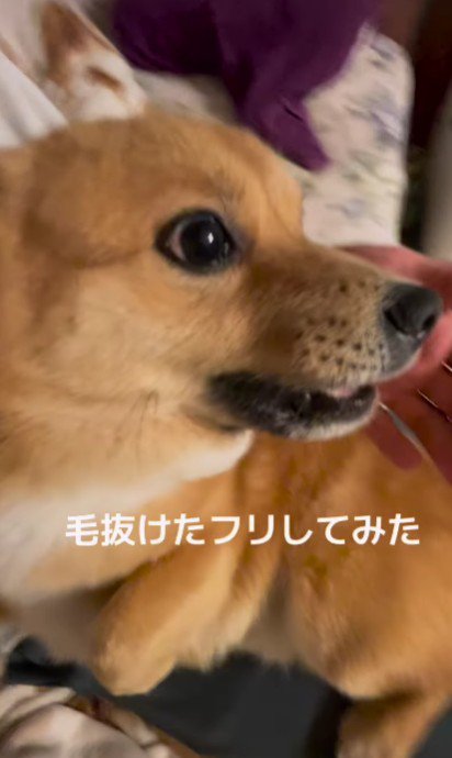 「お前…」