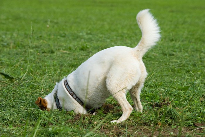 芝生を掘る犬