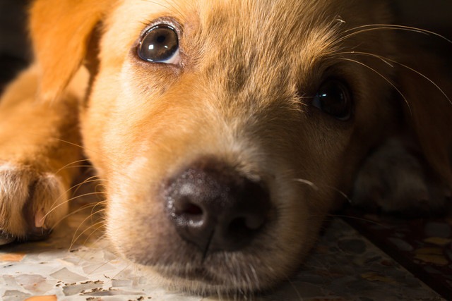 気配を感じて警戒している犬